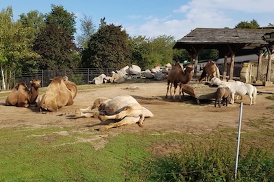 A hurá do ZOO Liberec